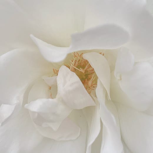 Close up of white flower