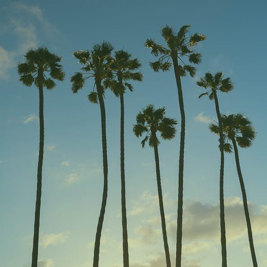 palm trees with blue sky background
