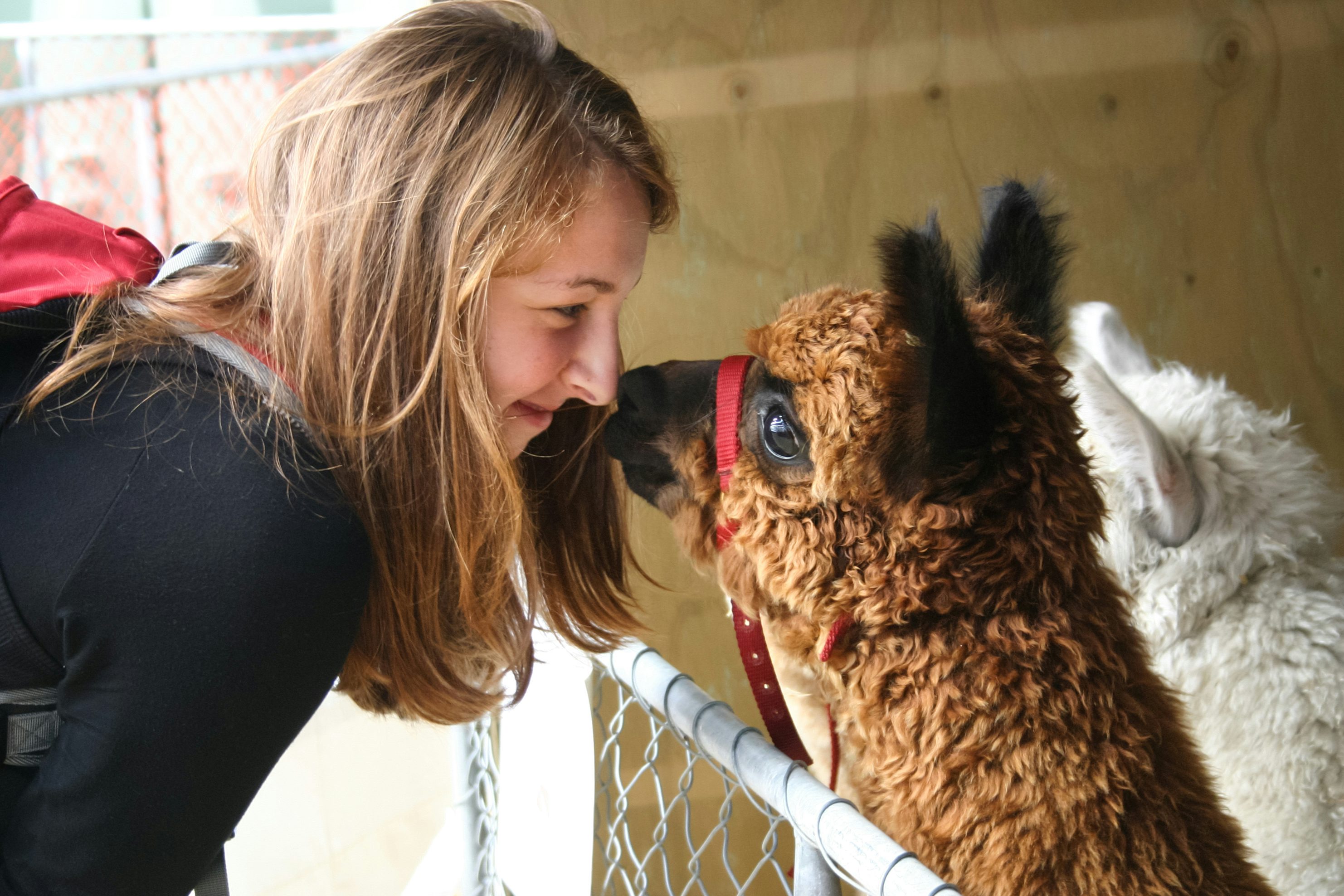 Coaching with animals - How alpacas help the sick and the elderly