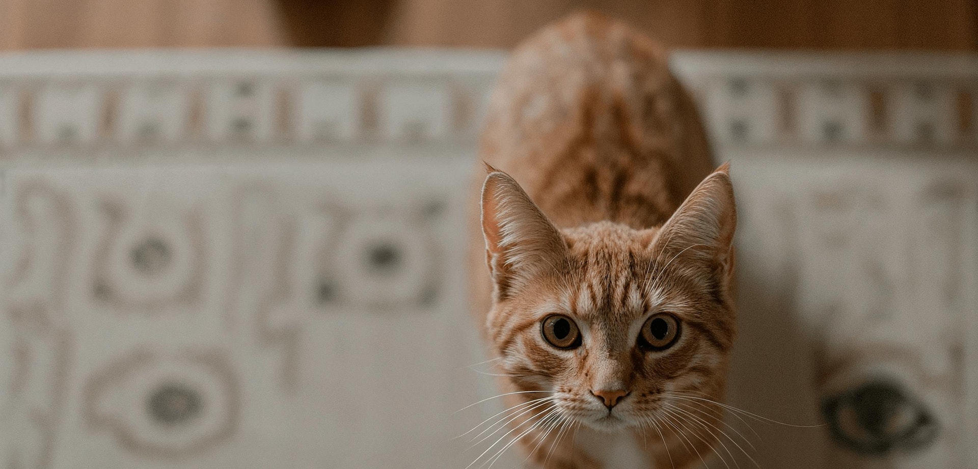 Assicurazioni per animali domestici