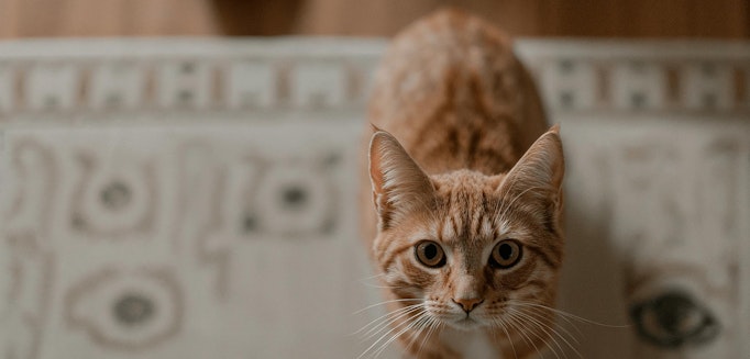 Assicurazioni per animali domestici