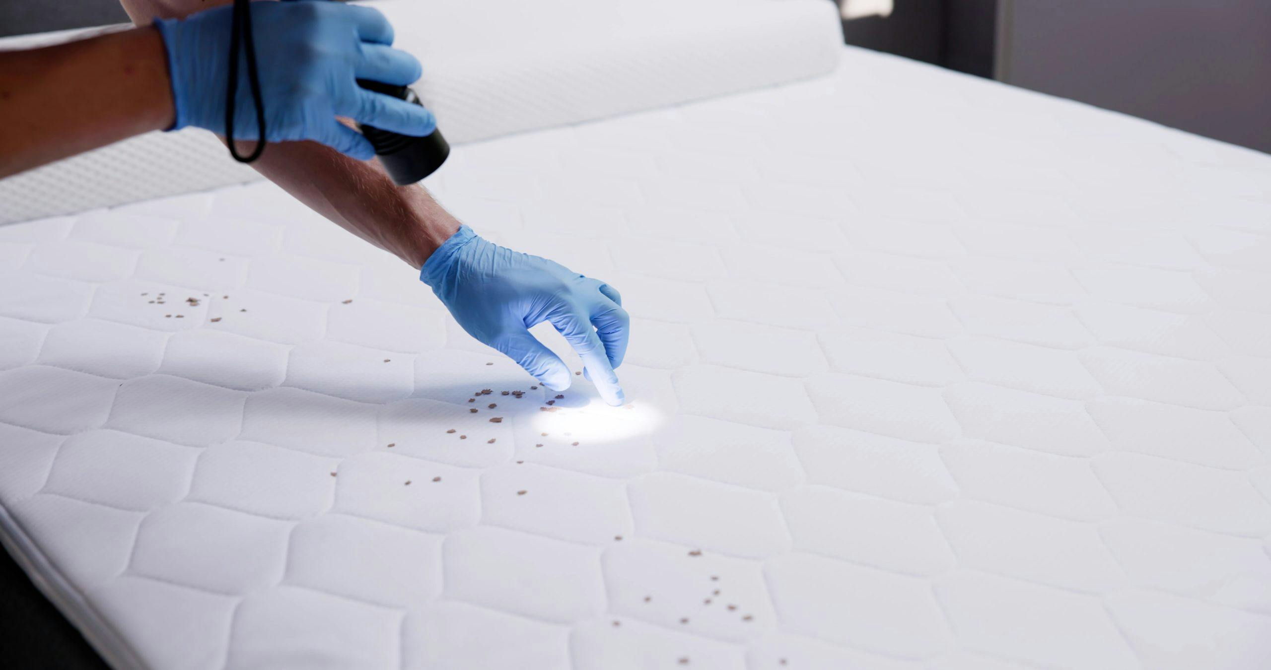 Signs You Have Bed Bugs From a Philadelphia Hotel