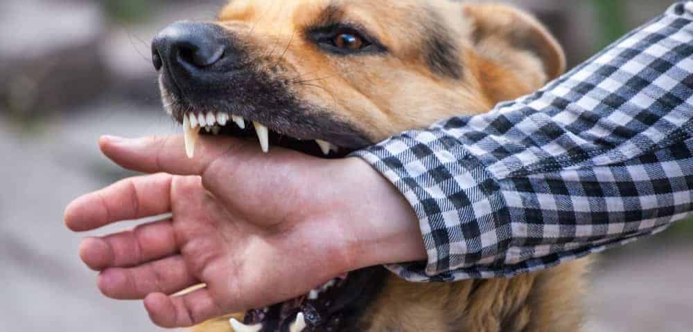 What to Do if You are the Victim of a Dog Bite Injury