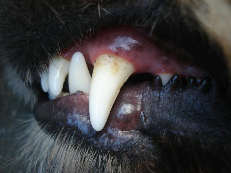 A close up of a dogs teeth