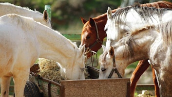 Horses eating.