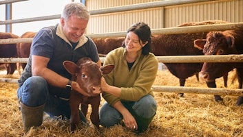 Doctor treating calf.