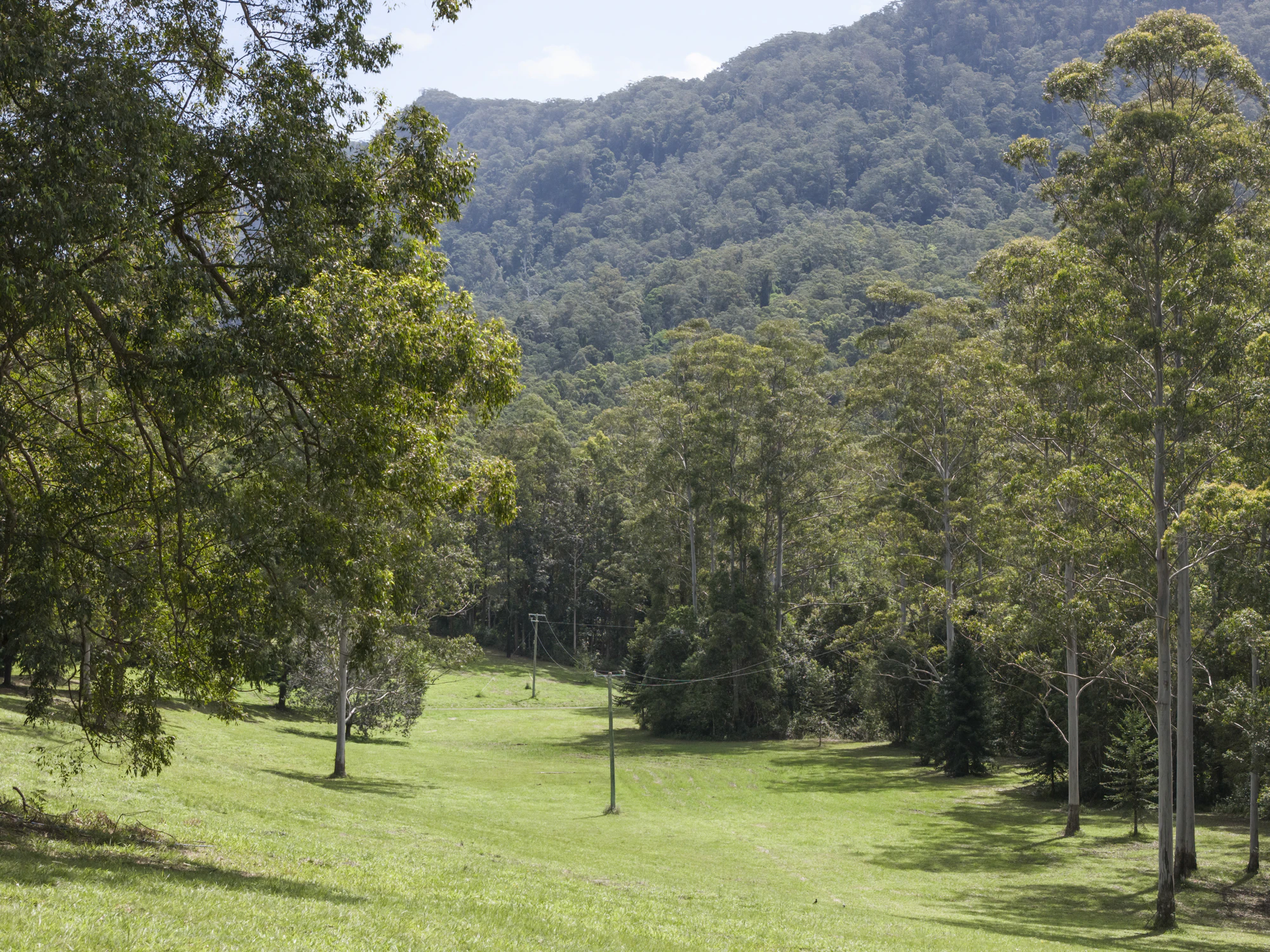 vegetation