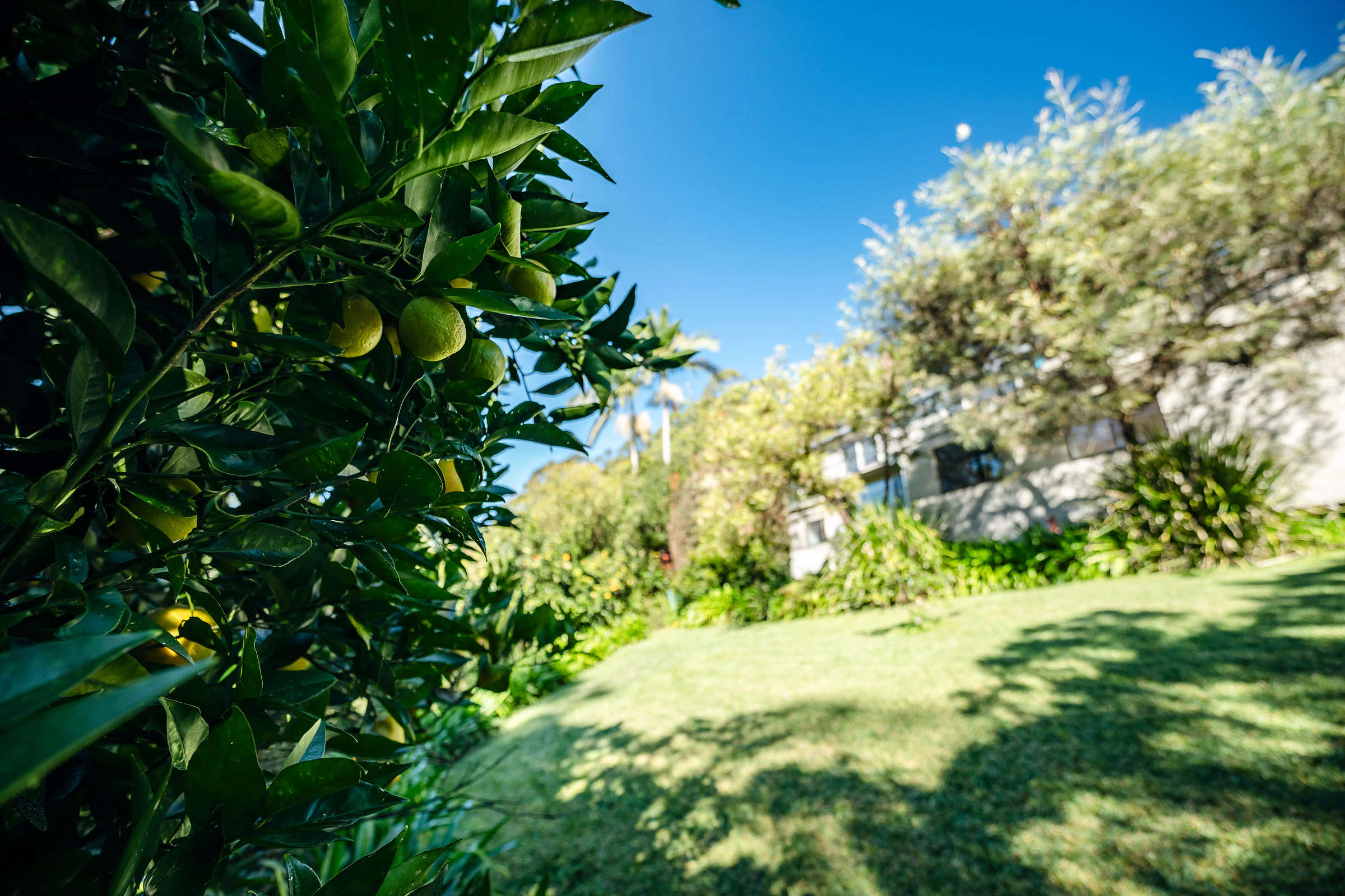 citrus fruit