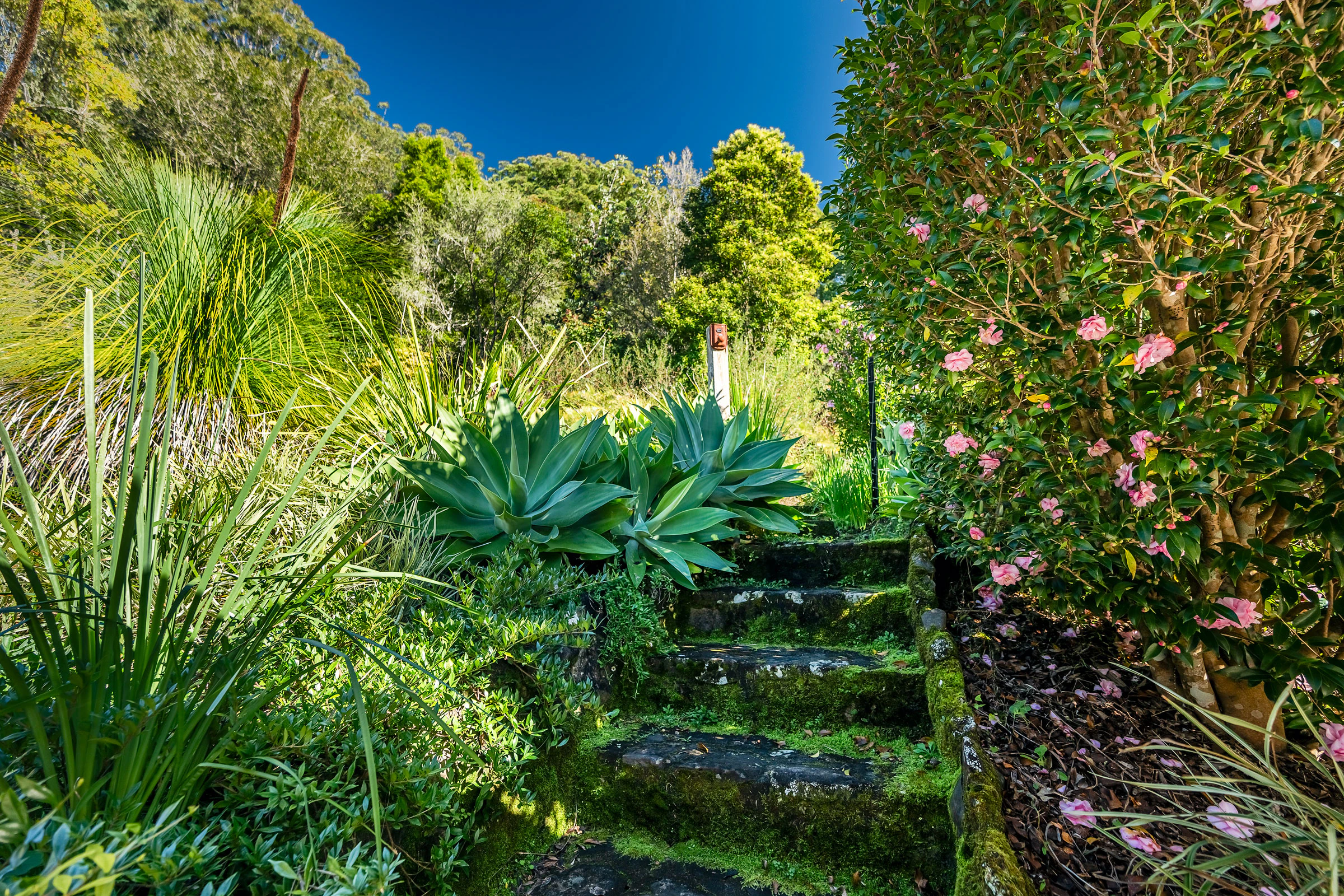 vegetation