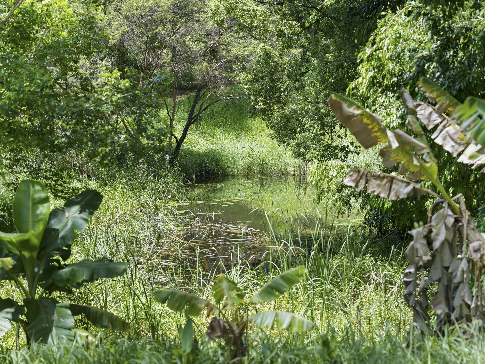 jungle