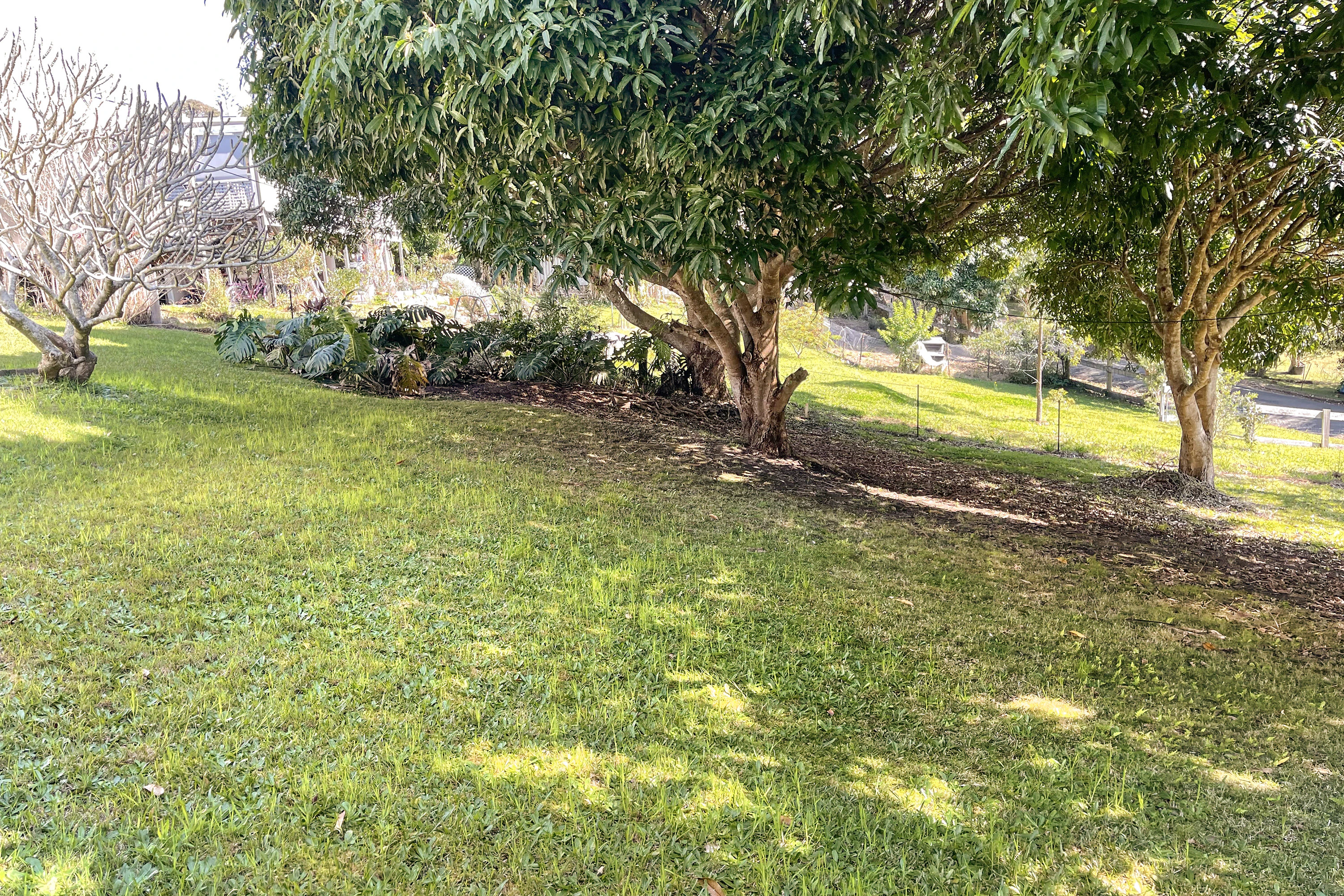 grass