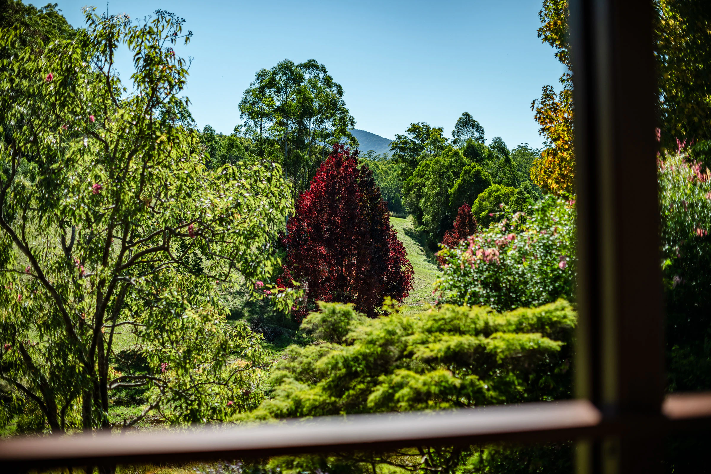 vegetation