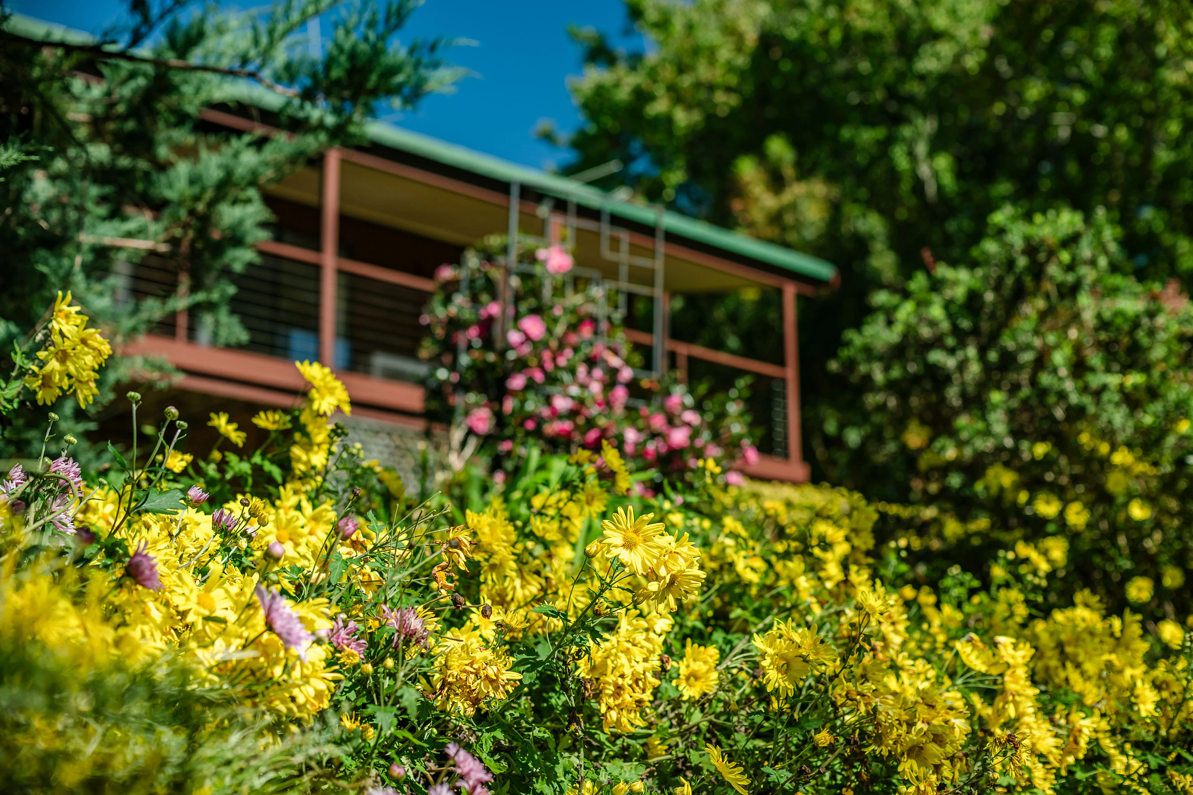 vegetation