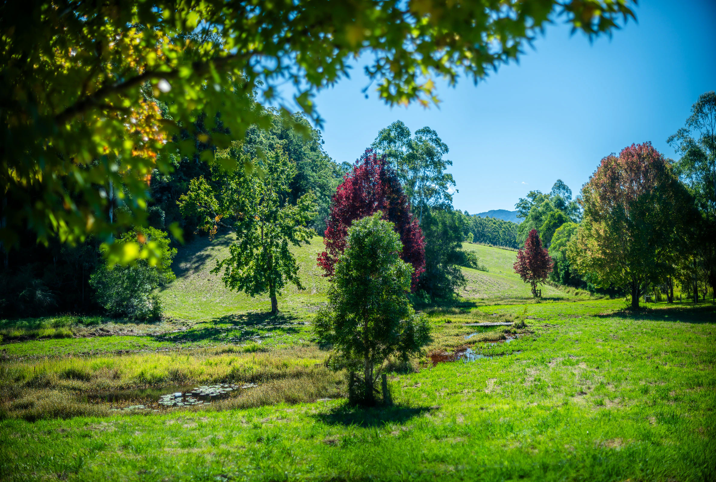 grass
