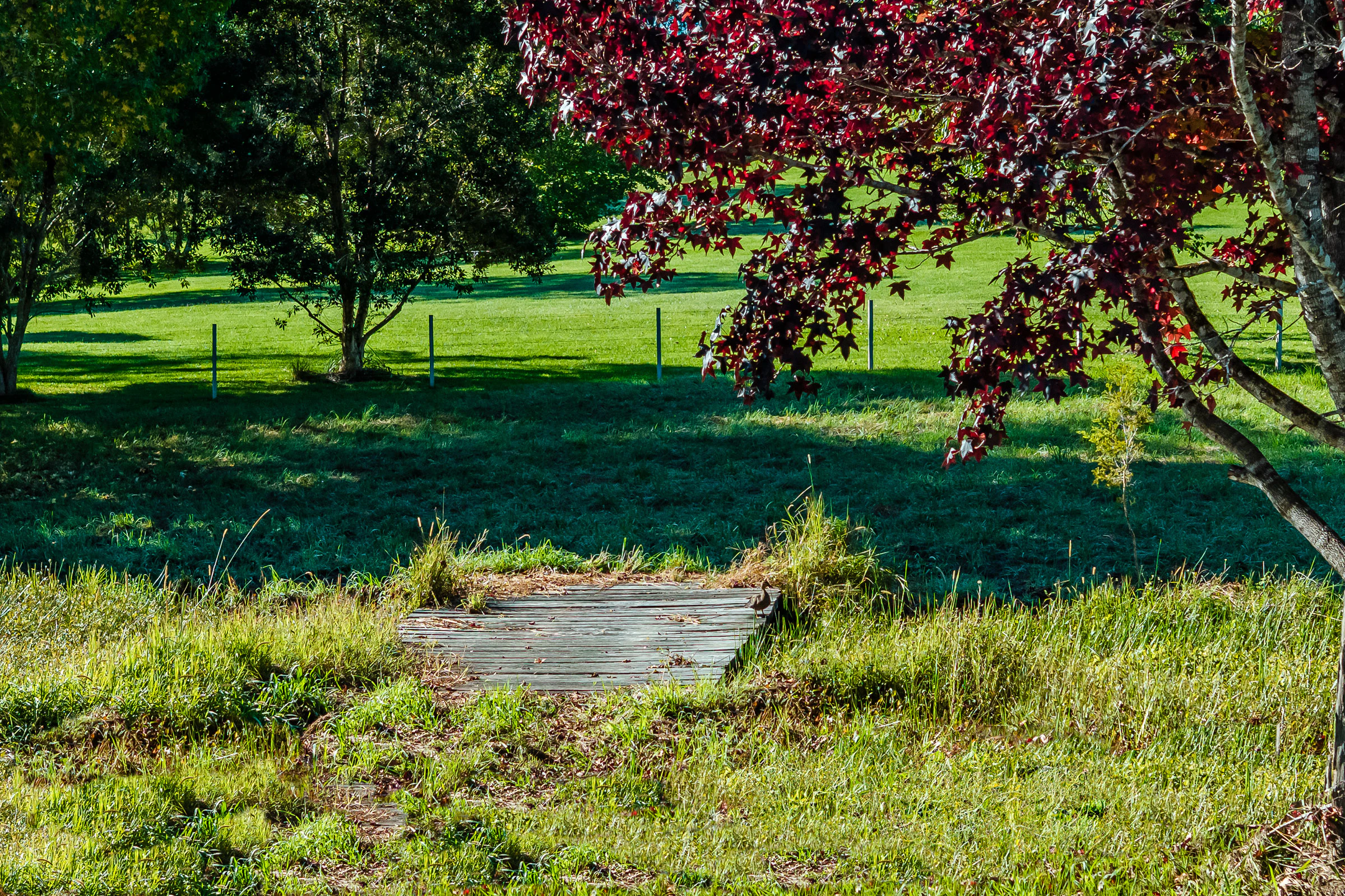 grass