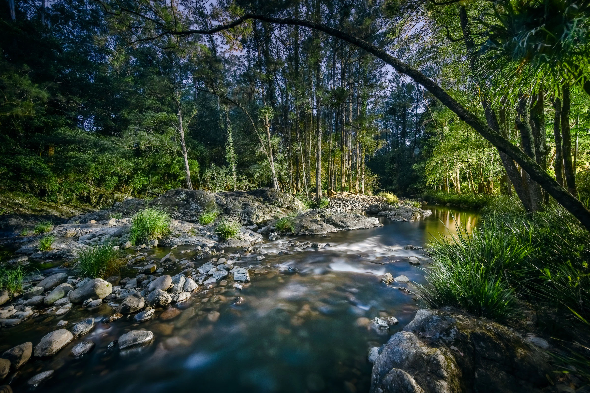 vegetation