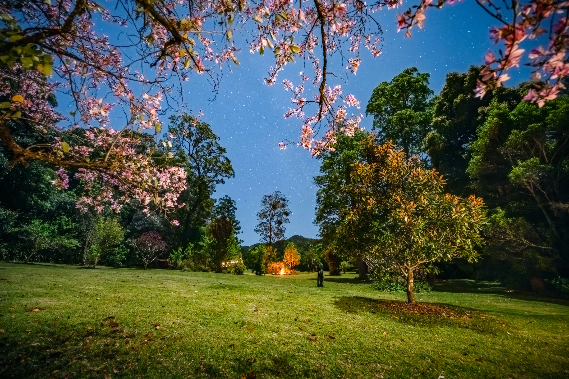 grass