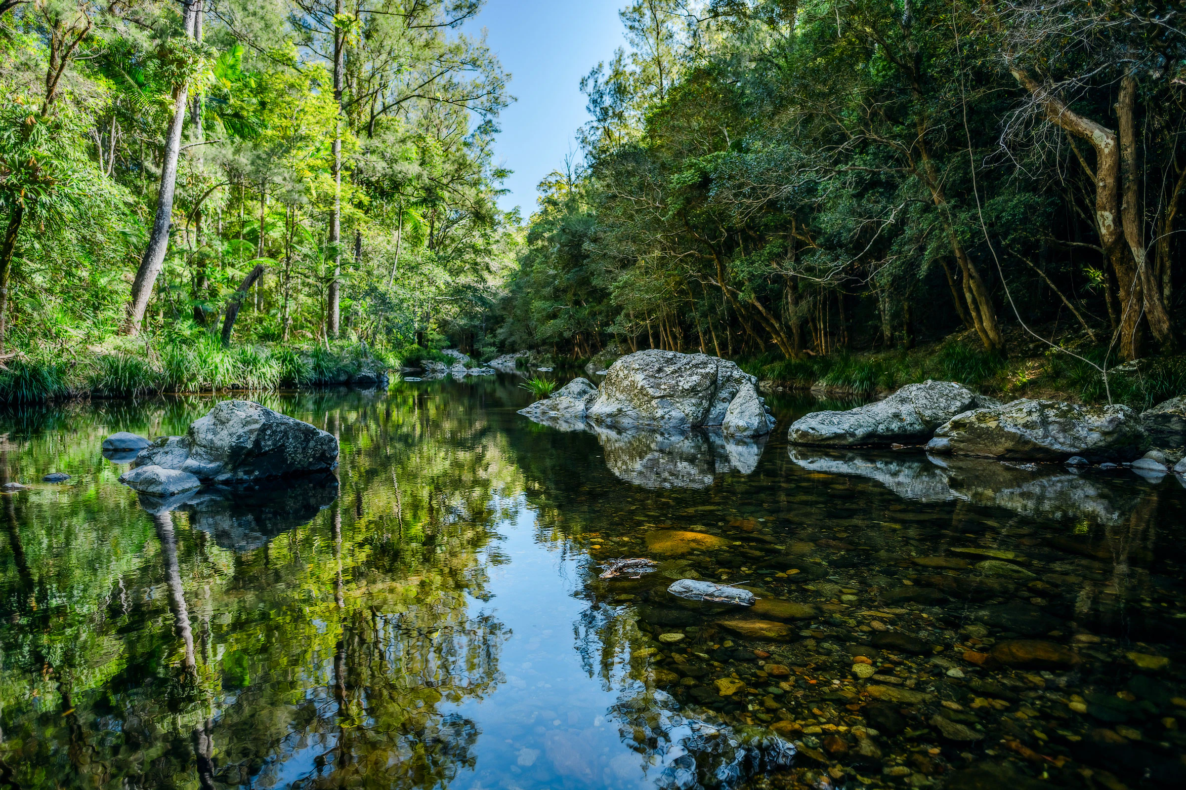 jungle