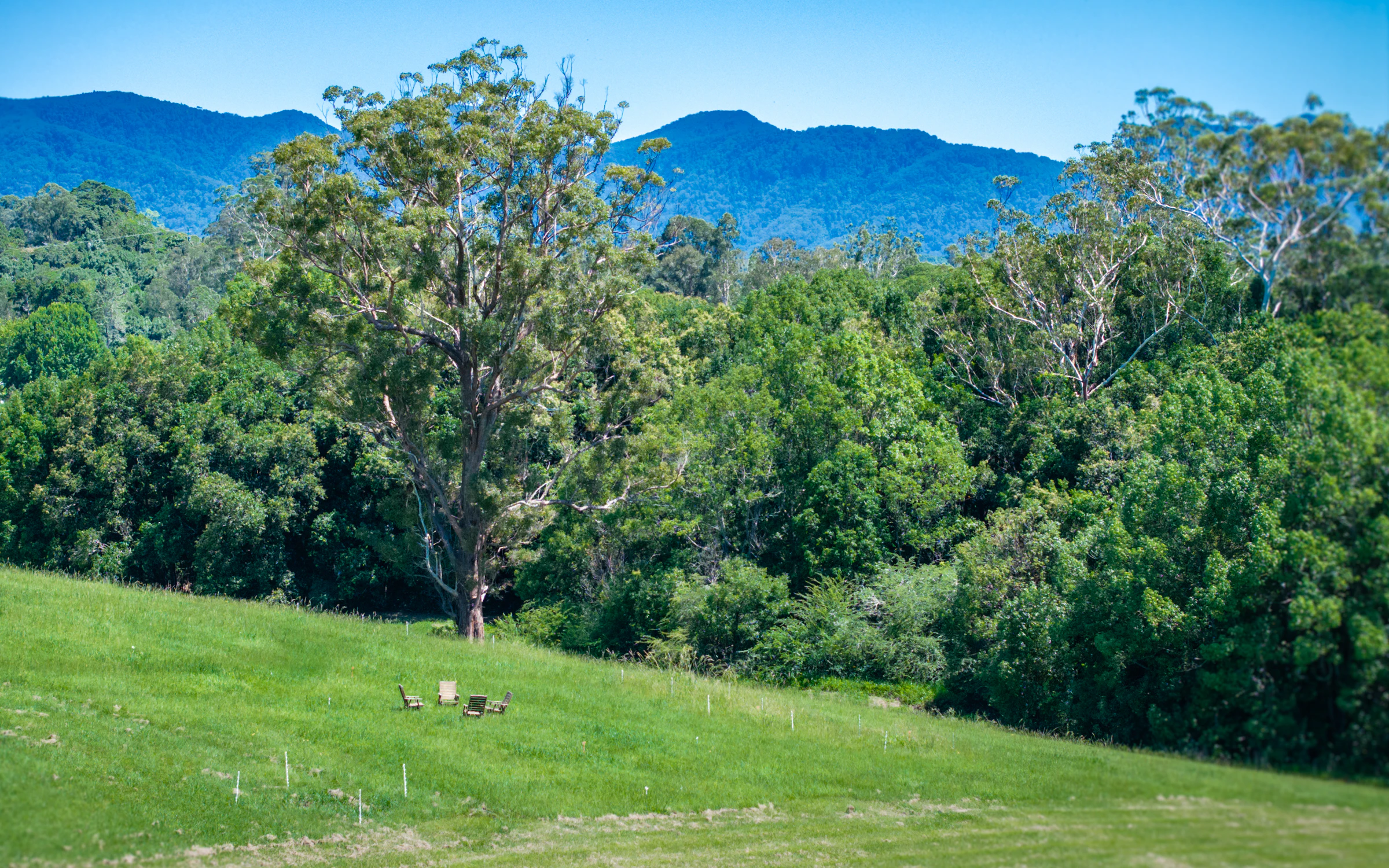vegetation