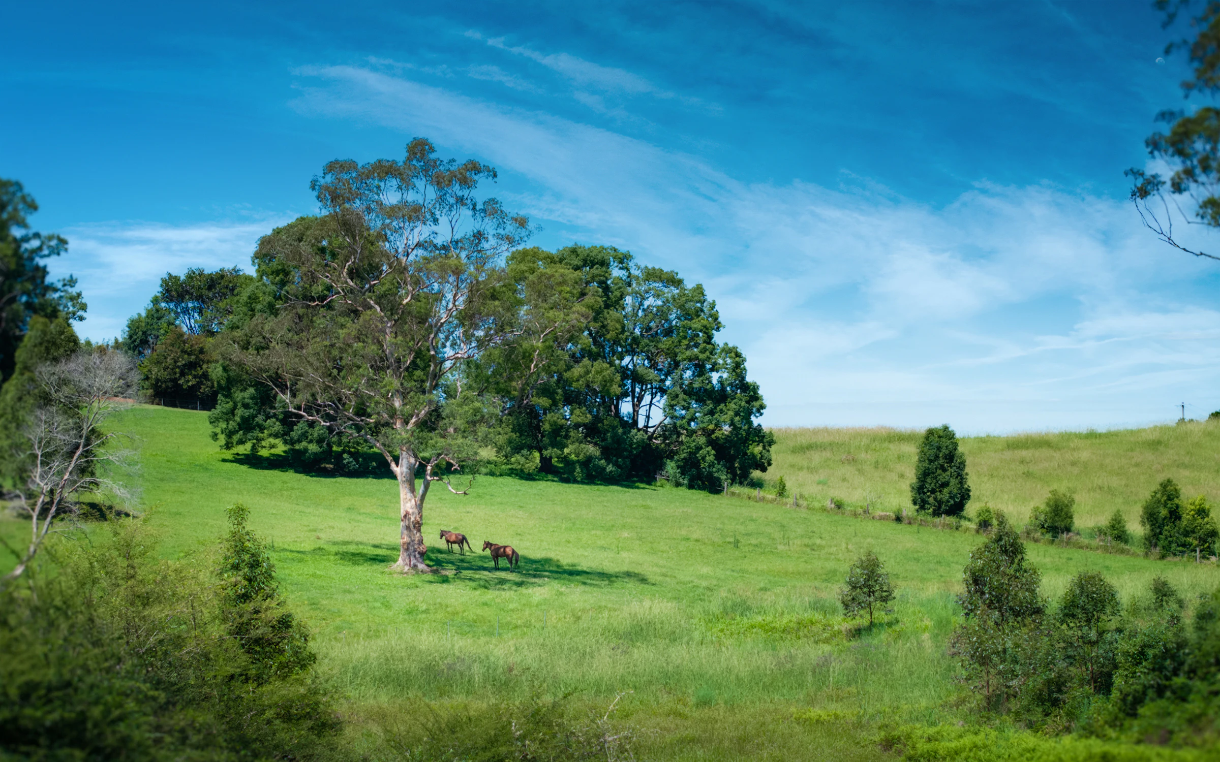 countryside