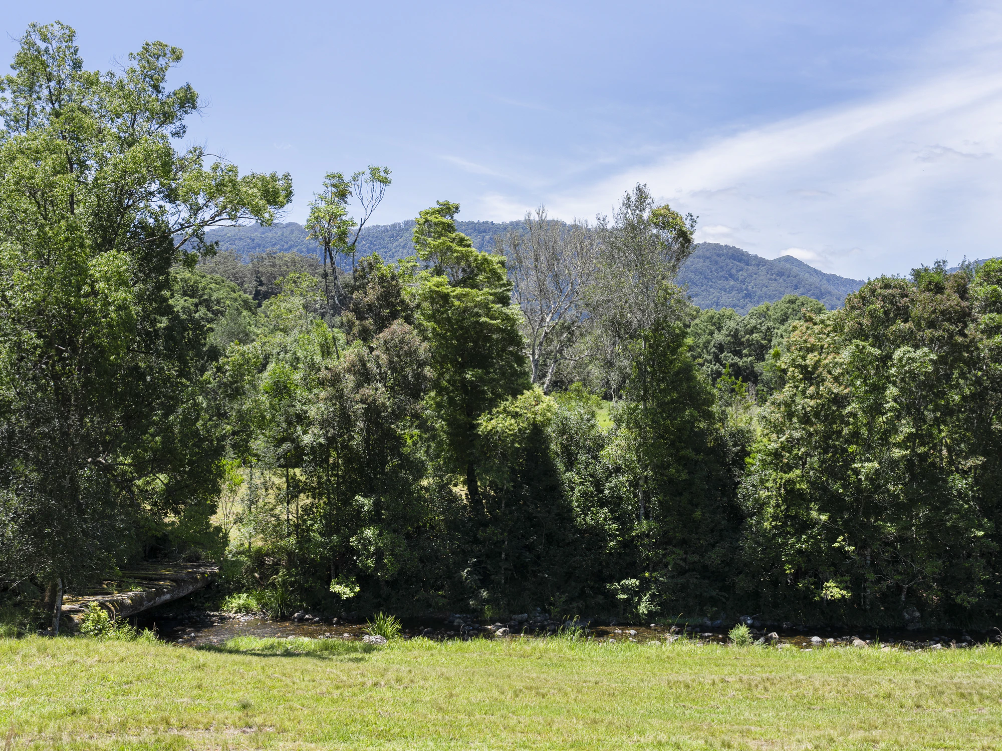 vegetation