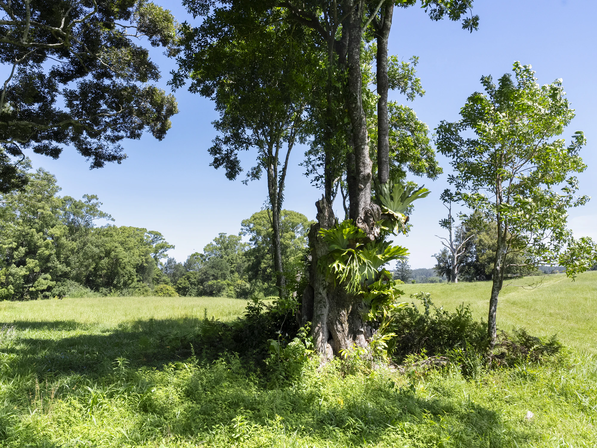tree