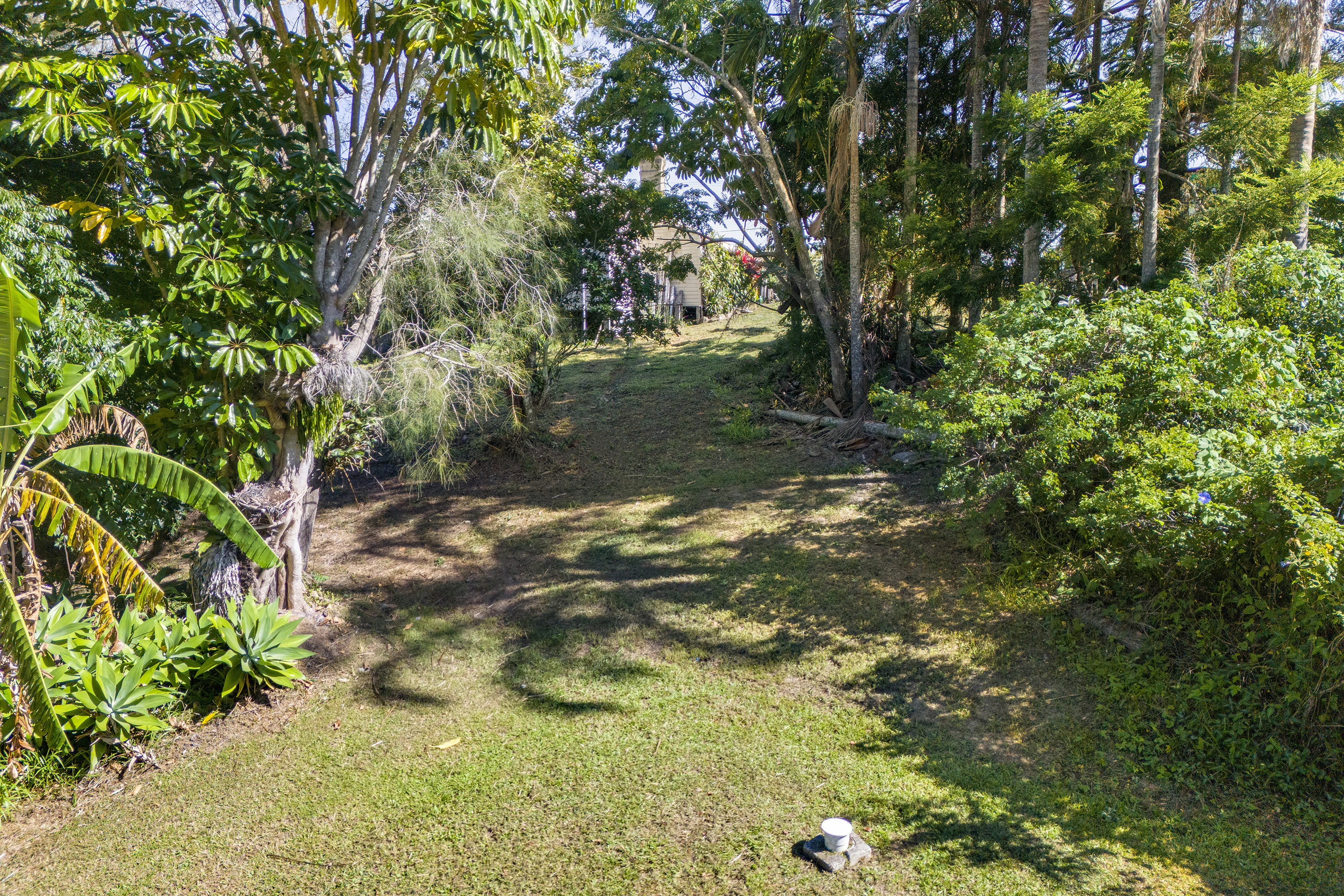 vegetation