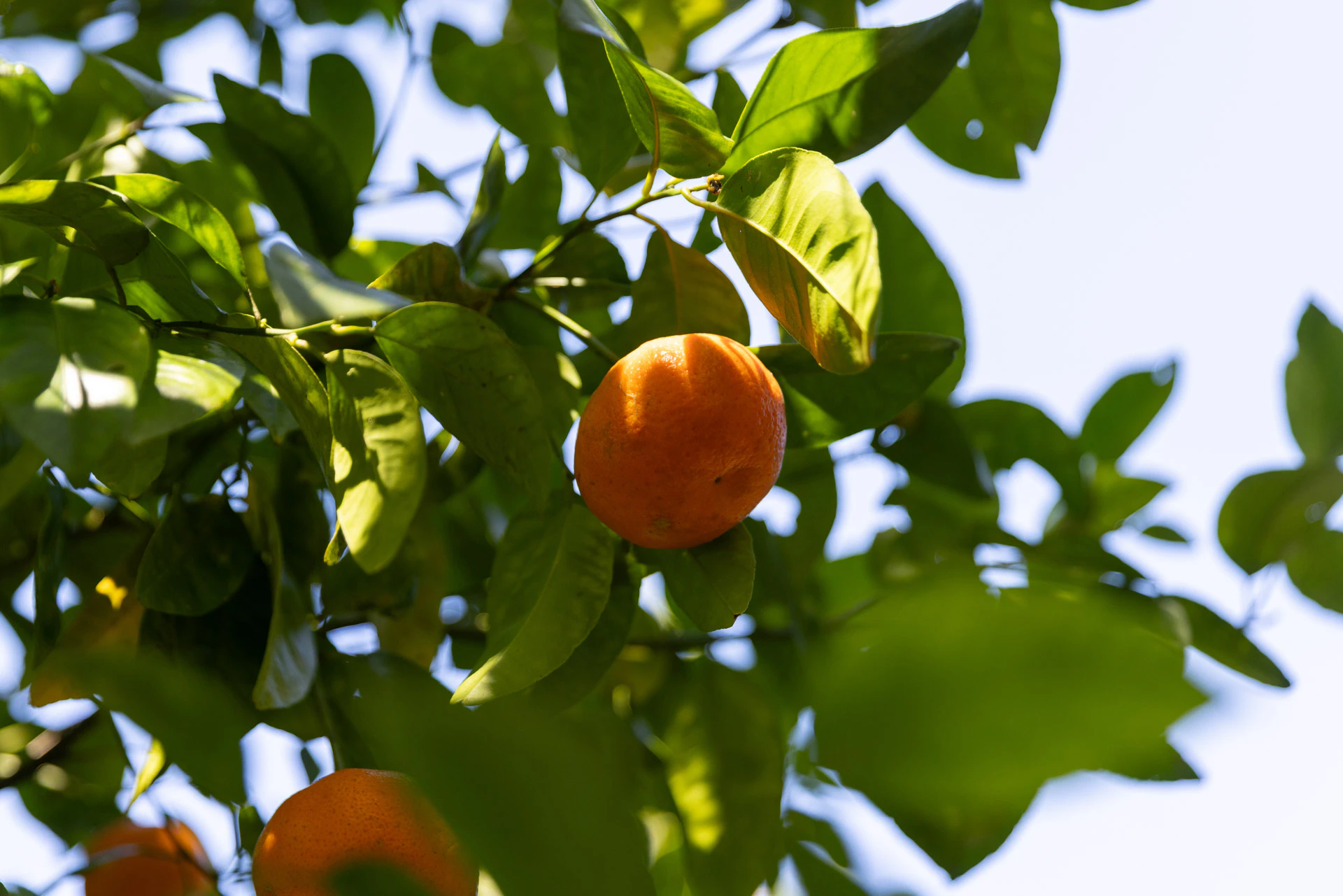citrus fruit