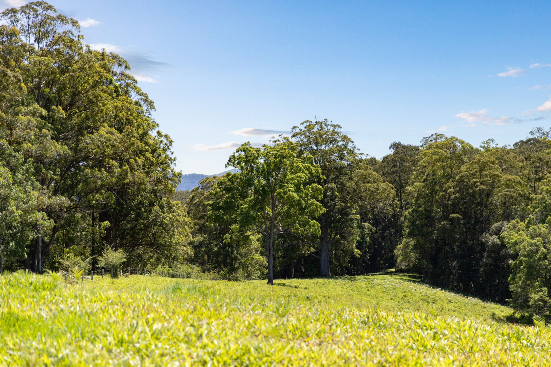 60 Roses Road, Bellingen - Thumbnail 3
