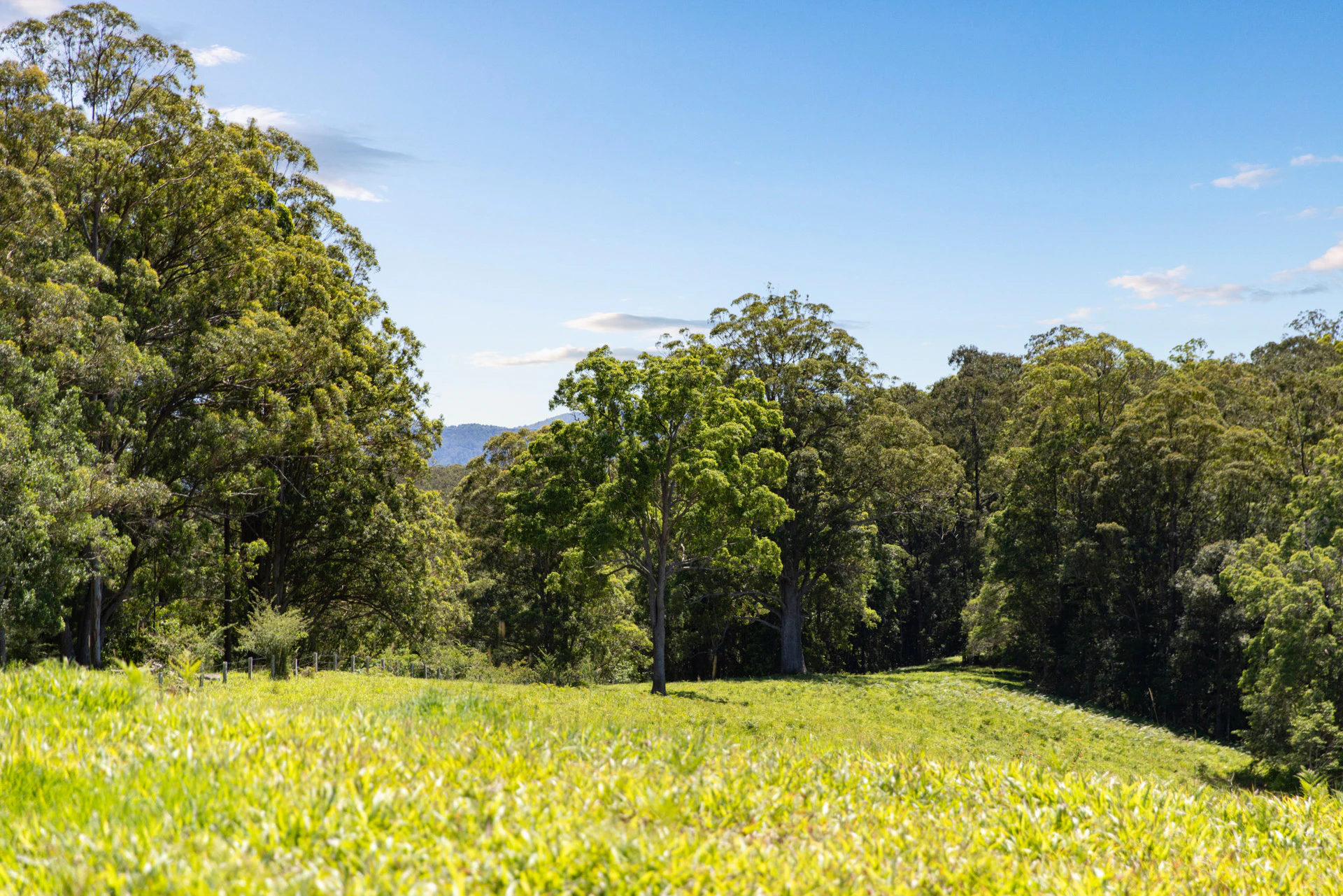 vegetation