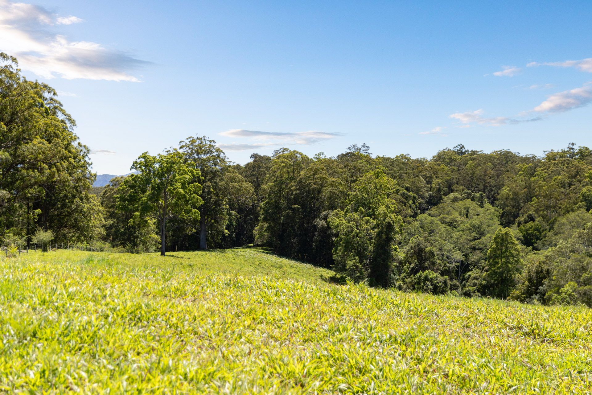 60 Roses Road, Bellingen - Thumbnail 4