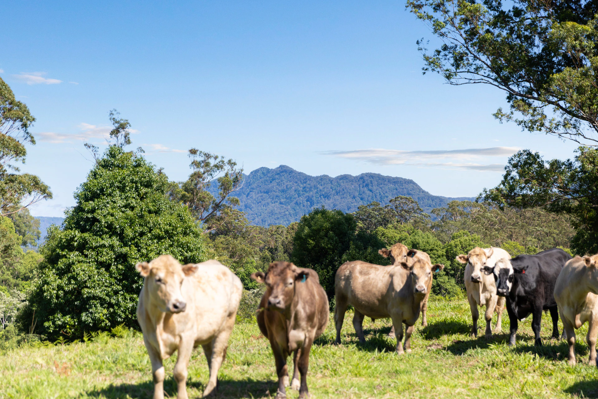 cattle