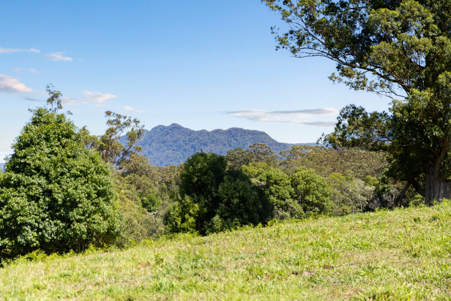 vegetation