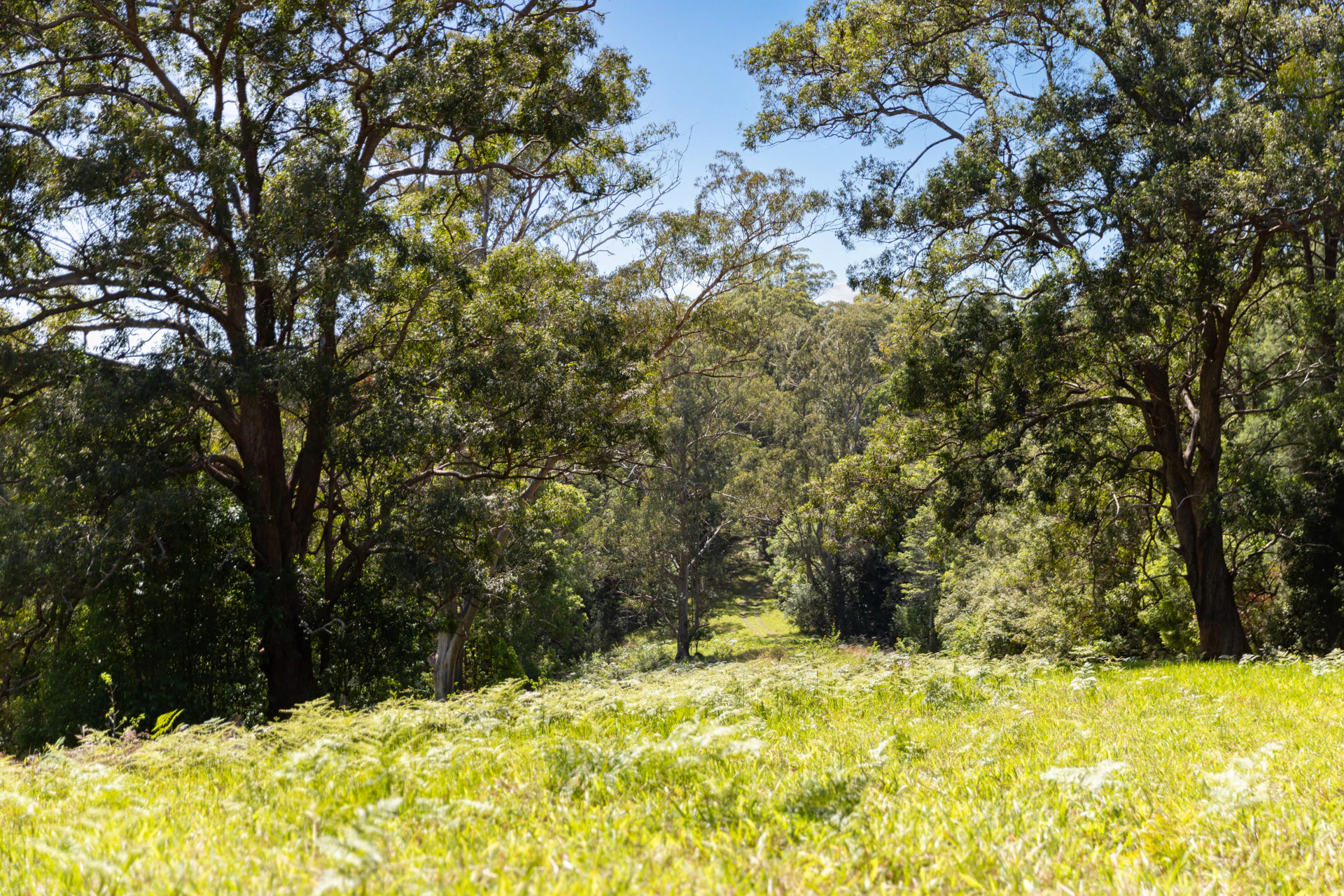 vegetation