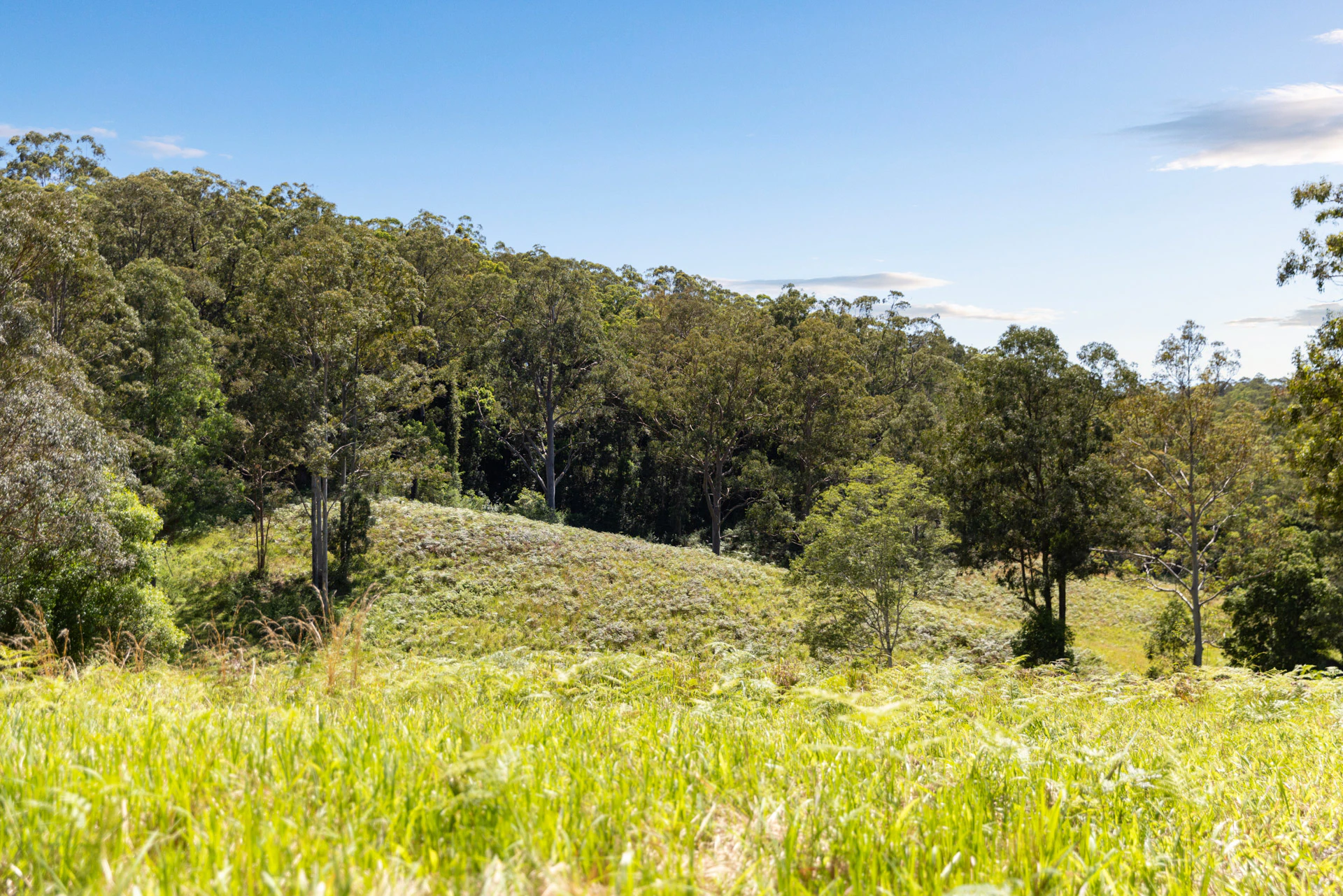 vegetation