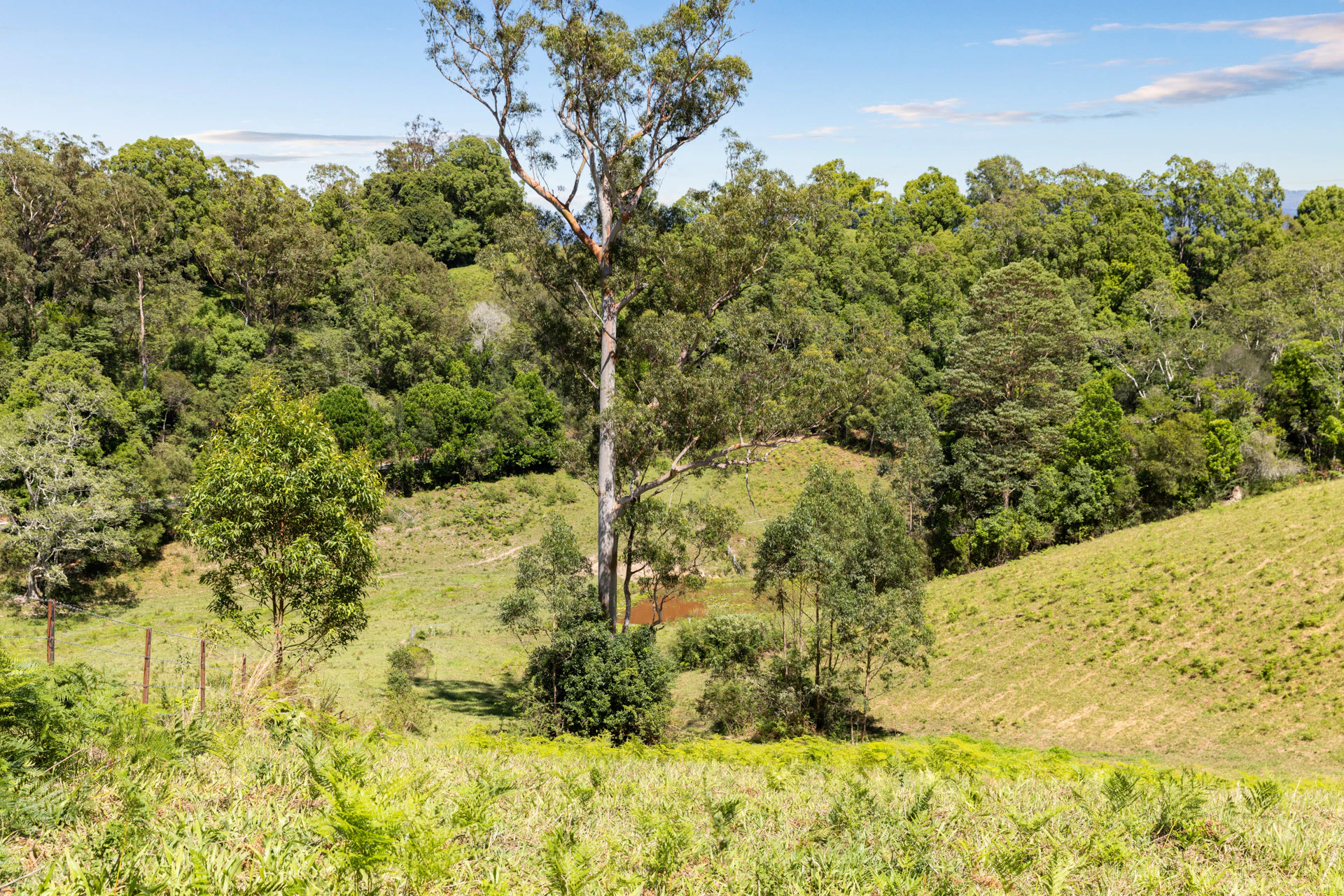 vegetation