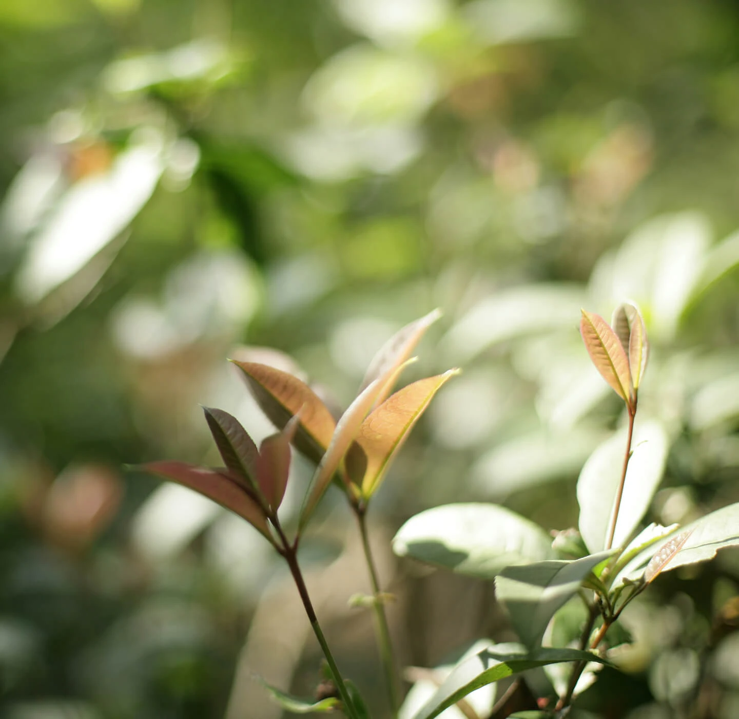 leaf
