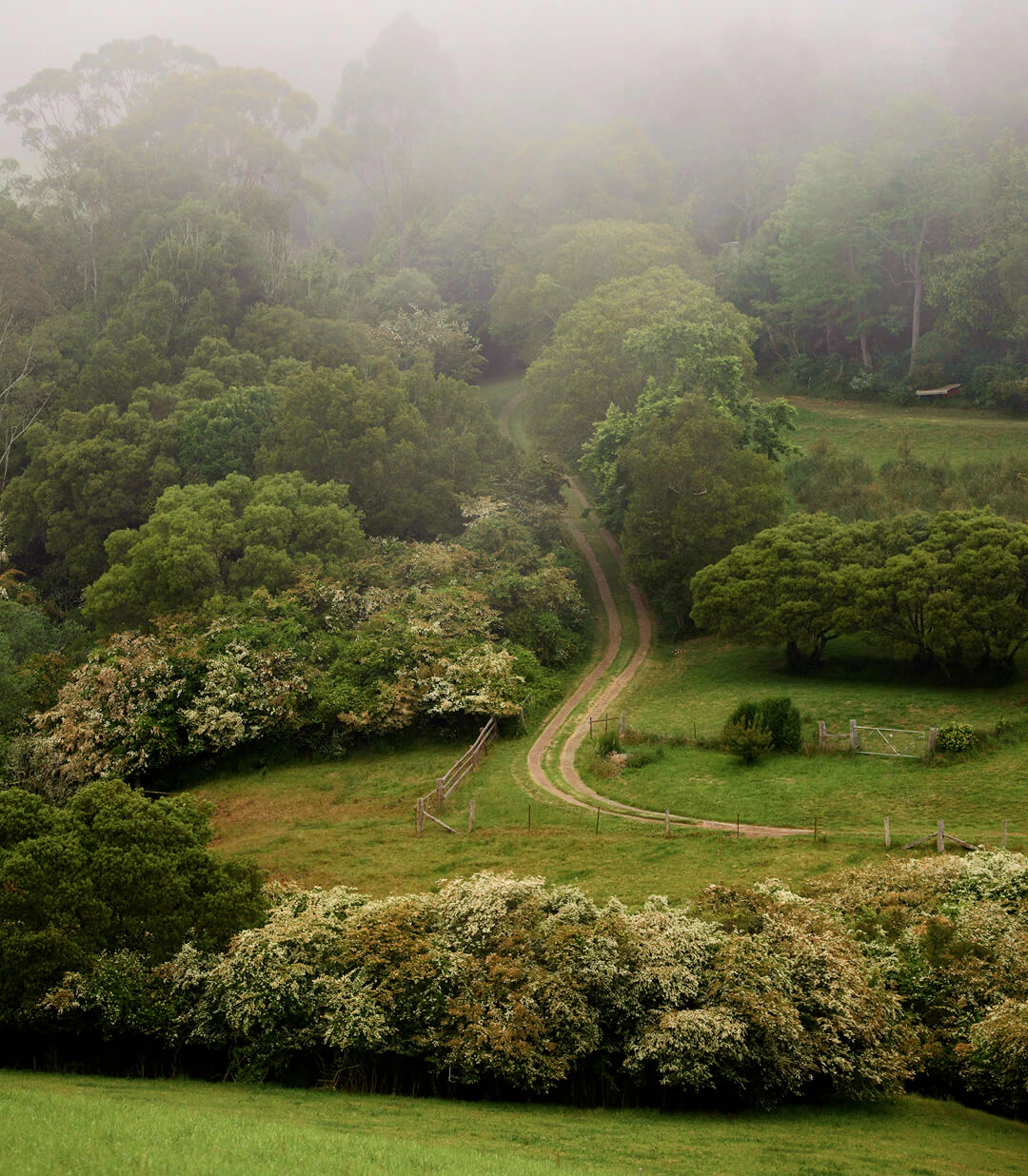 vegetation