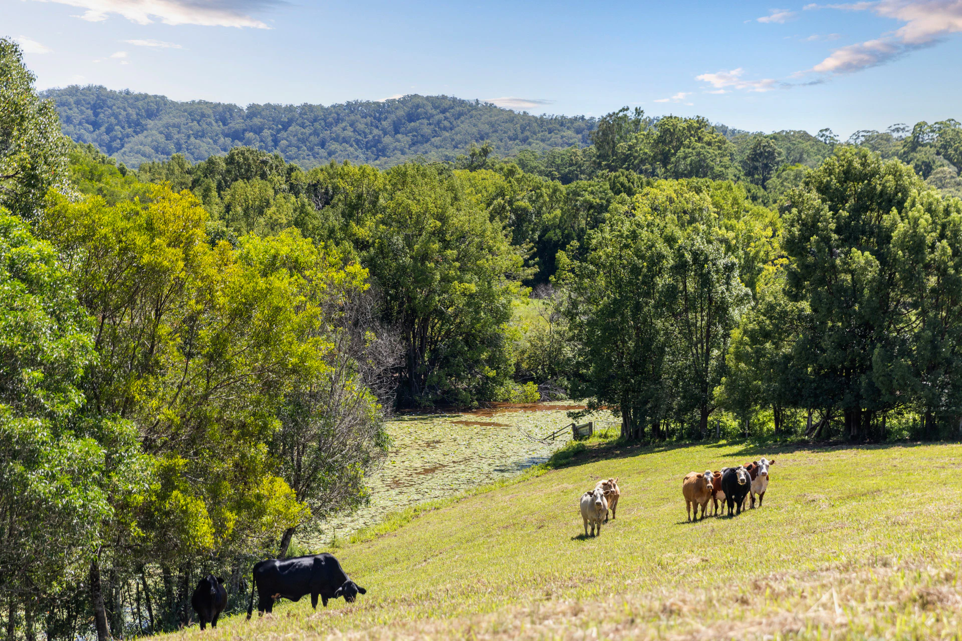 countryside