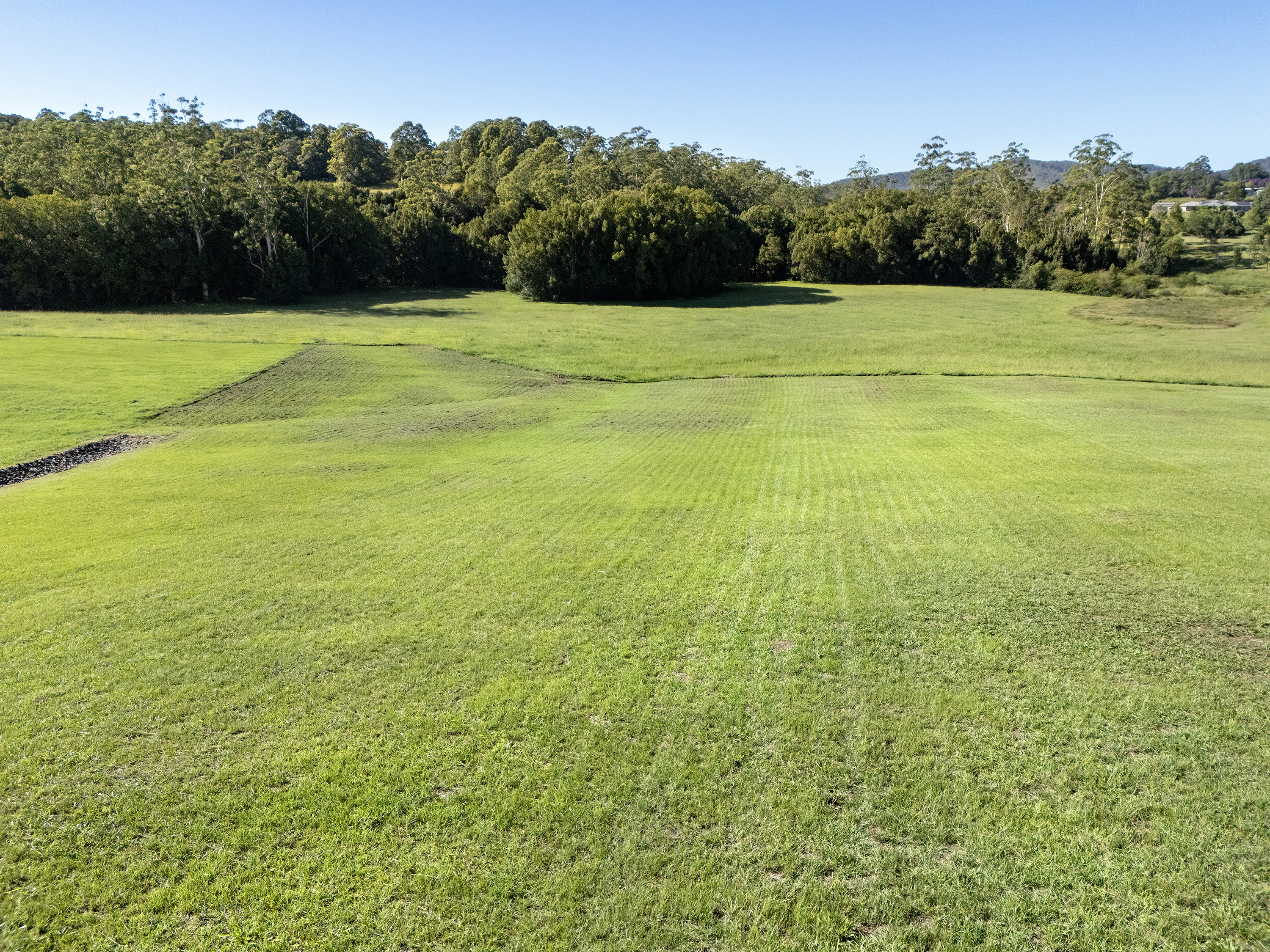 grass