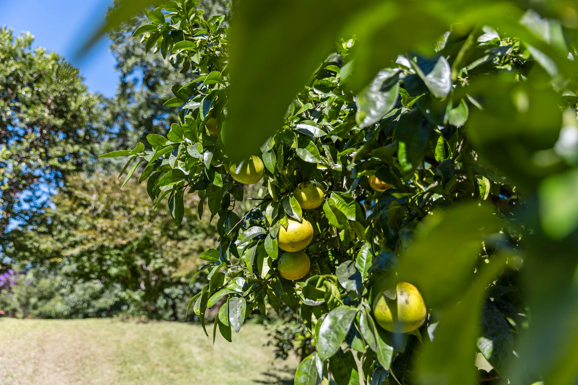 citrus fruit