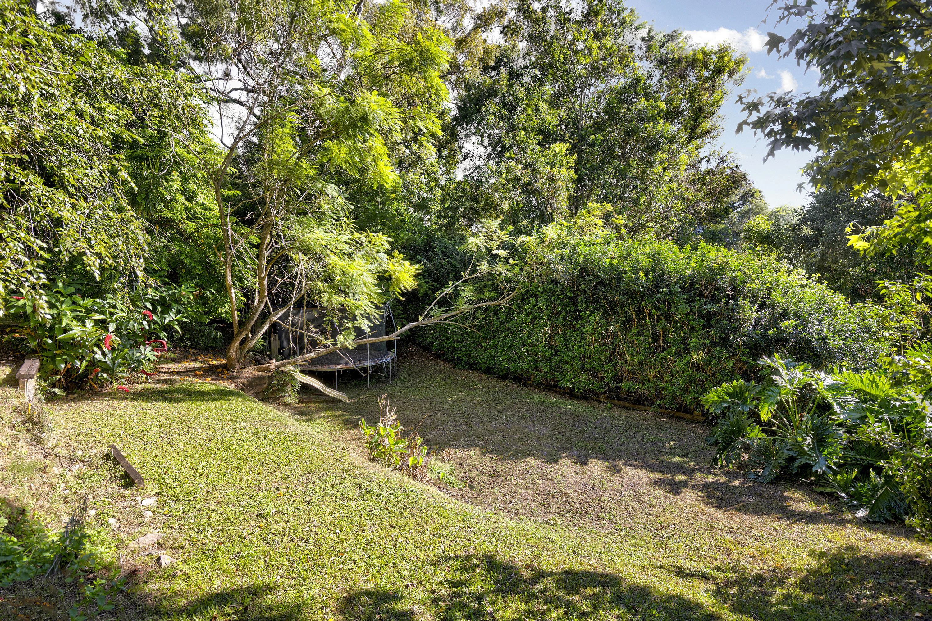 vegetation