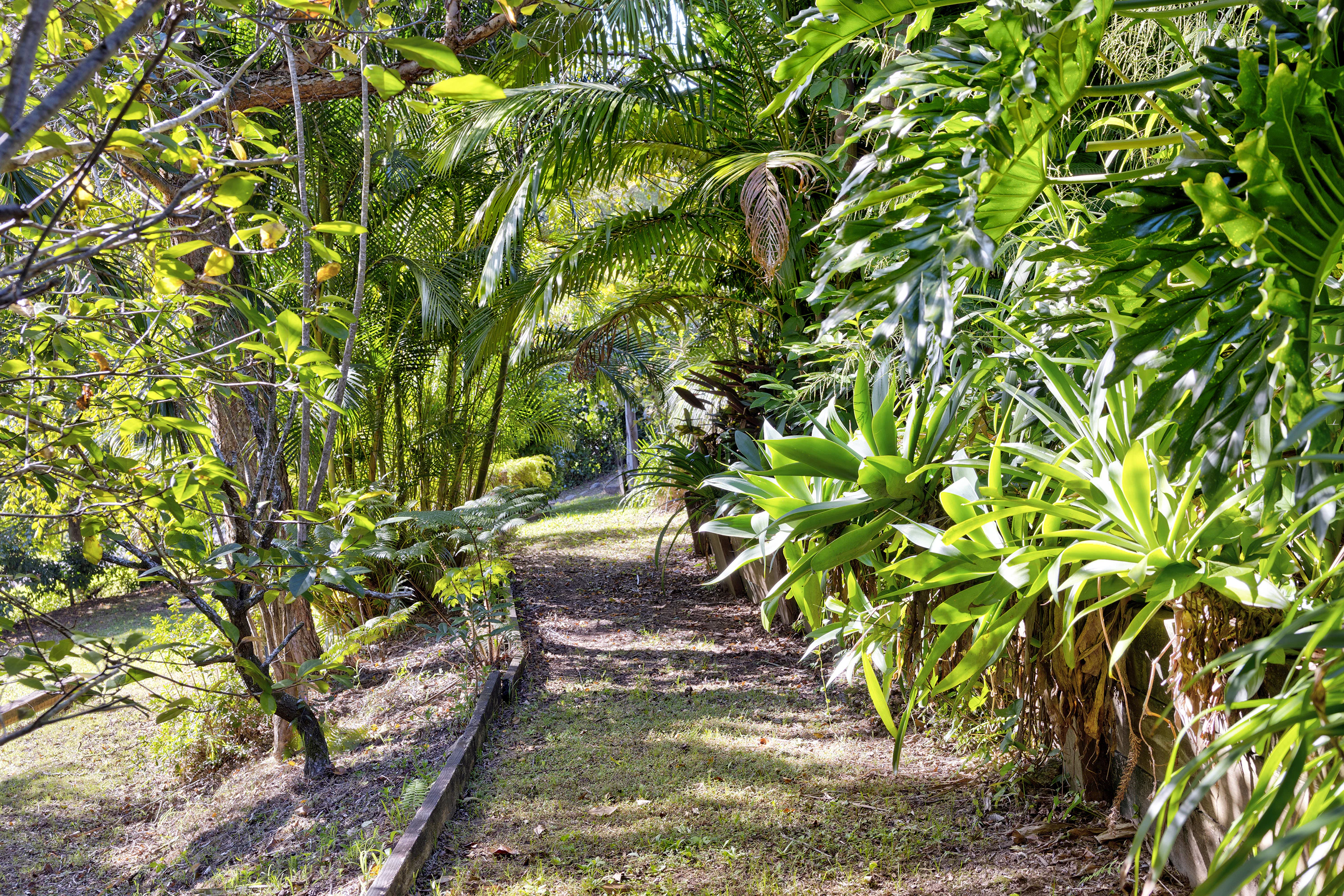 vegetation
