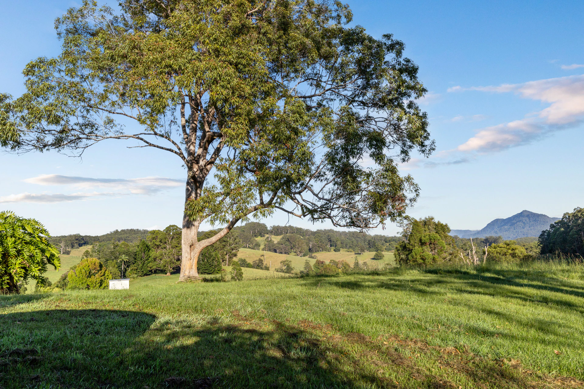 tree