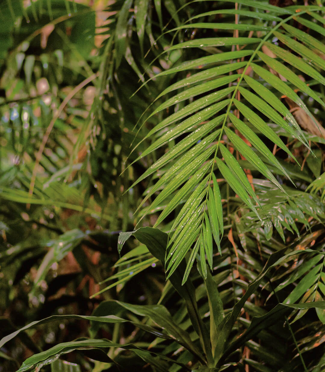 plant