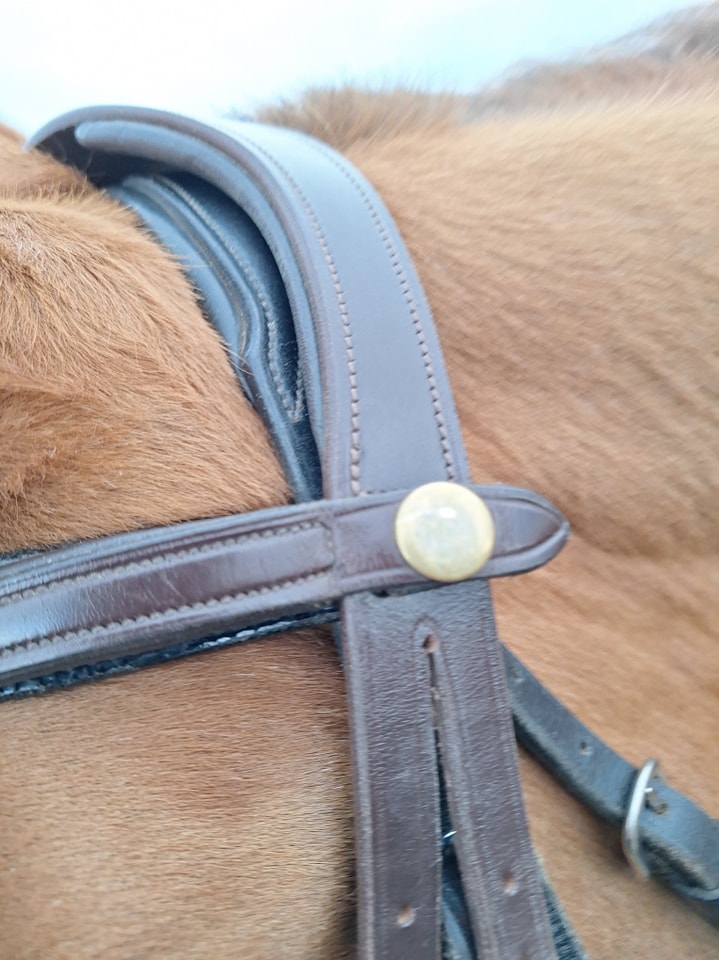 Expert Bit & Bridle Fitting