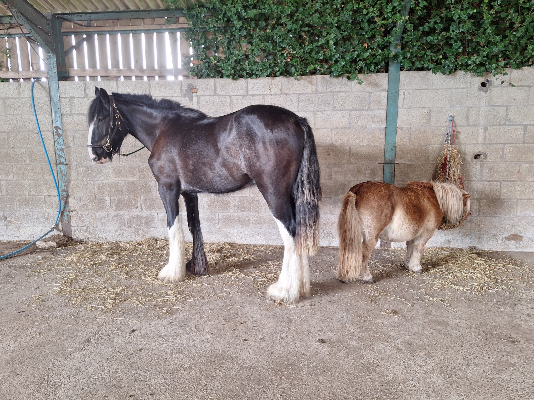 Small Animal Physiotherapy