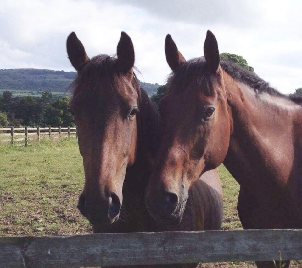 Is Your Horse Showing Contact Issues? Here’s What It Might Be Telling You