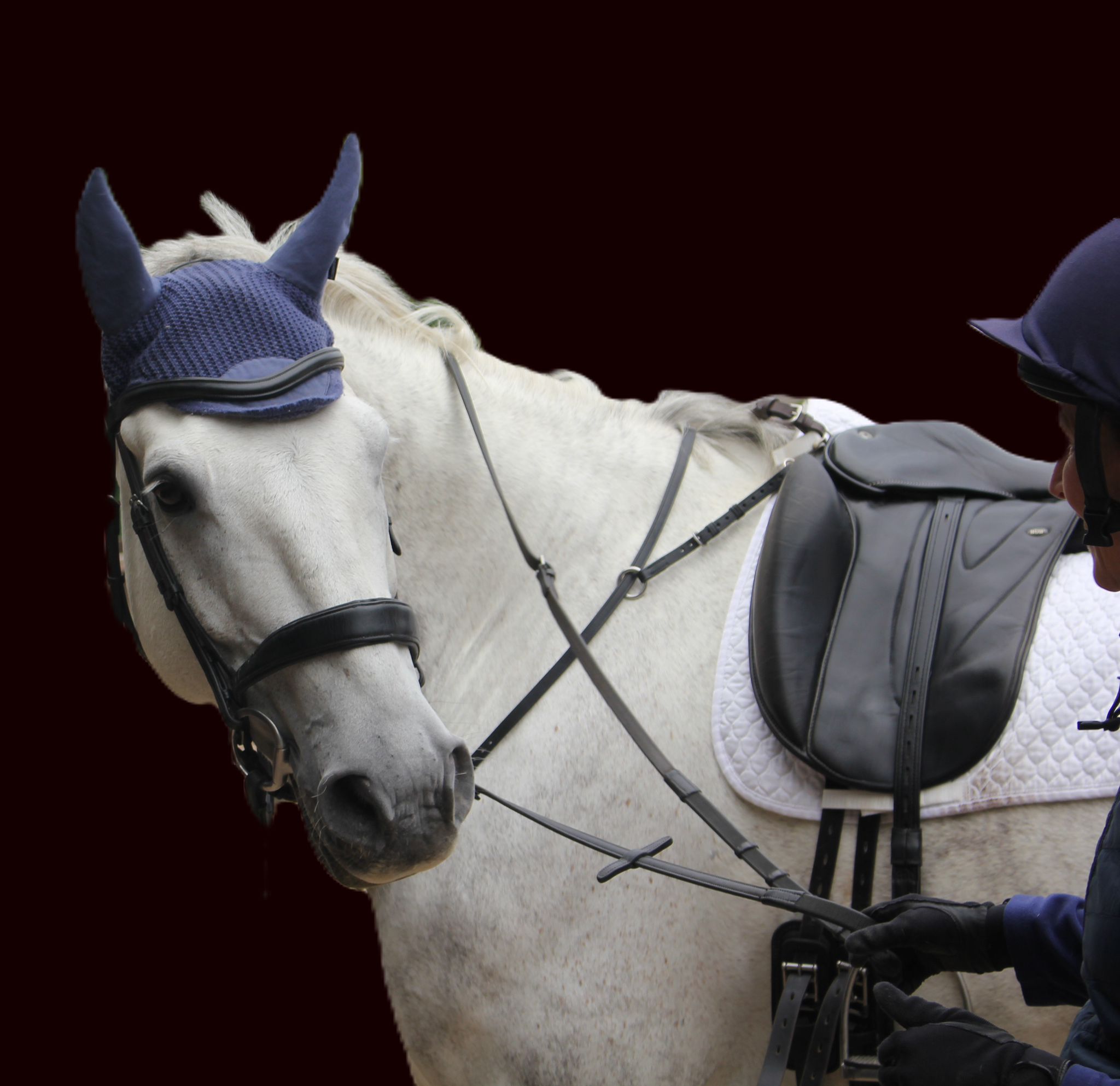 How Bit Fit Affects Your Horse’s Comfort, Posture, and Performance