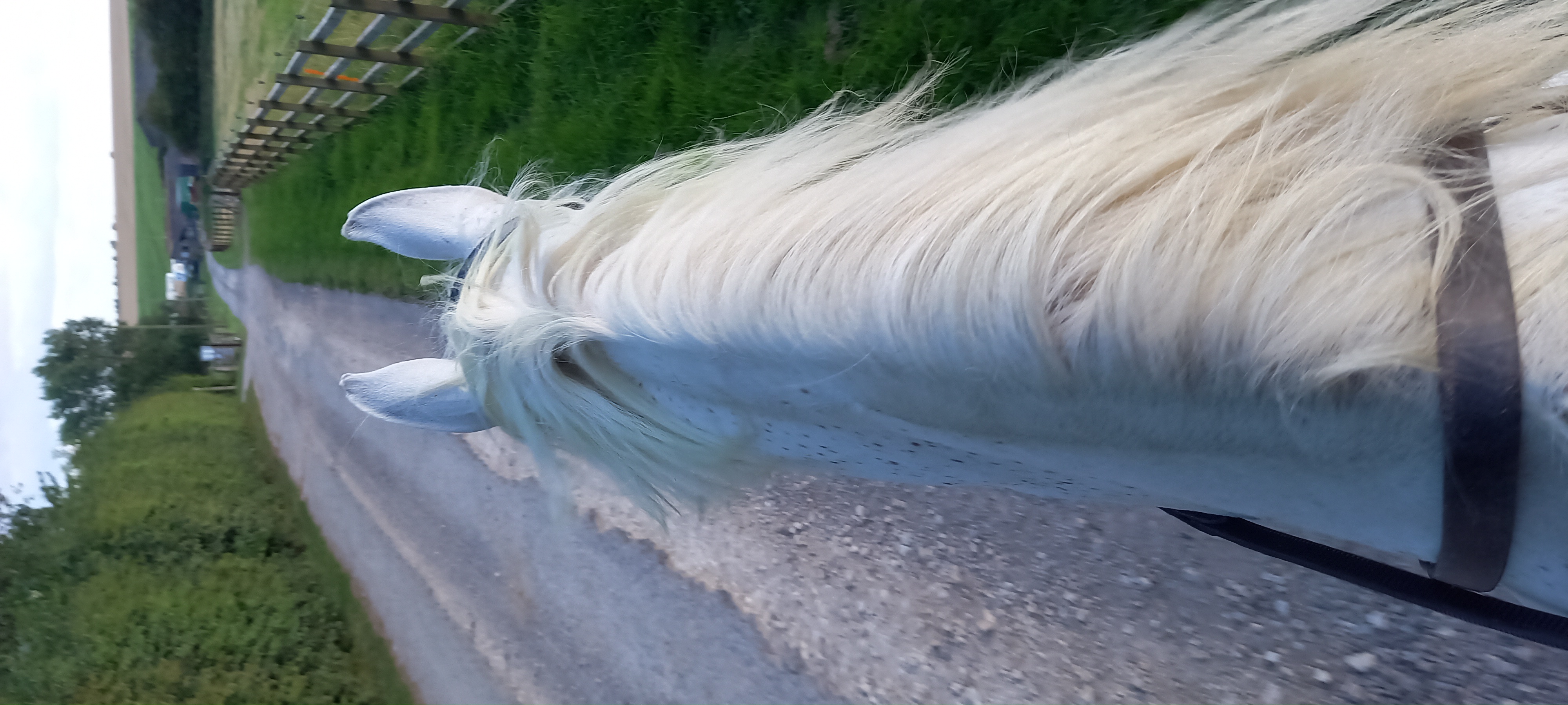 How Bridle Fit Impacts Your Horse’s Ability to Maintain Steady Contact